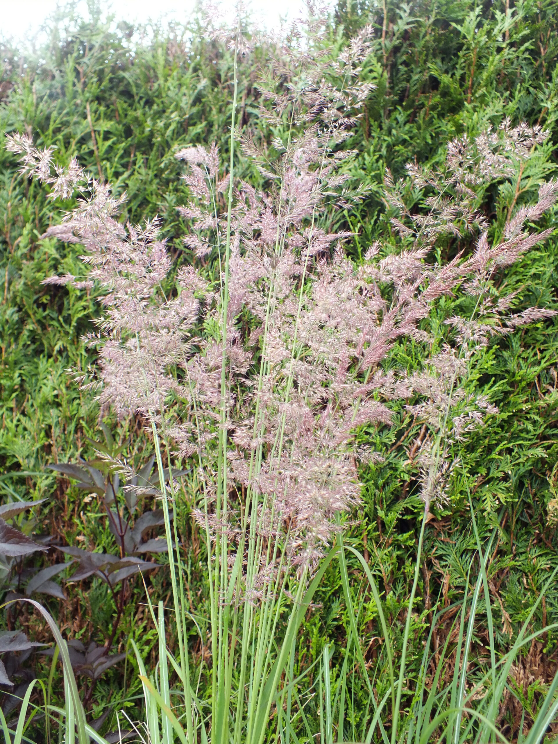 Calamagrostis x acutiflora 'Karl Foerster'-0