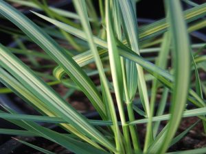 Calamagrostis x acutiflora 'Avalanche'-0