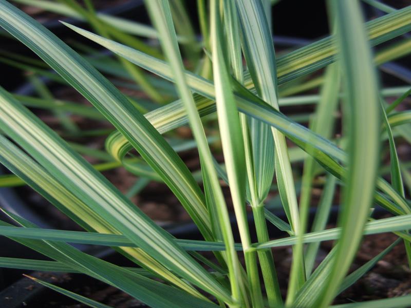 Calamagrostis x acutiflora 'Avalanche'-0