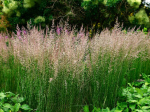 Calamagrostis x acutiflora 'Karl Foerster'-0
