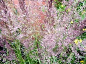 Calamagrostis x acutiflora 'Overdam'-0
