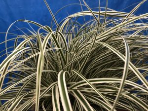 Carex morowii 'Everest'-0