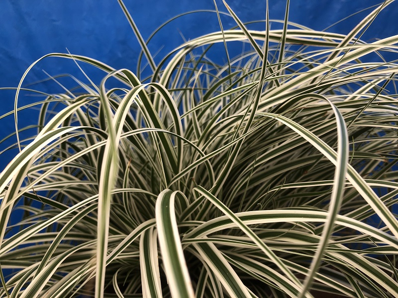Carex morowii 'Everest'-0