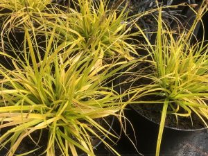 Carex oshimensis 'Everillo'-0