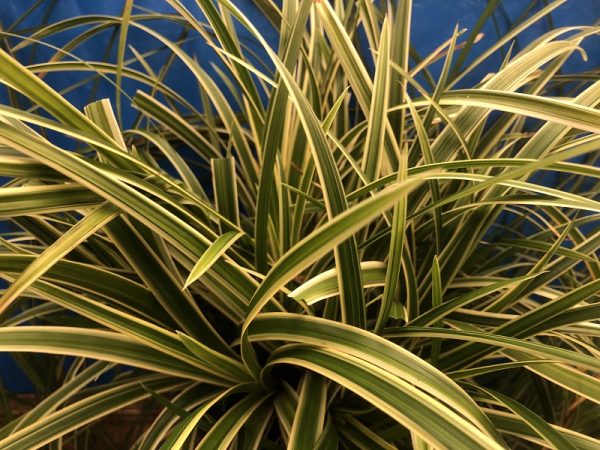 Carex morowii 'Ice Dancer'-0