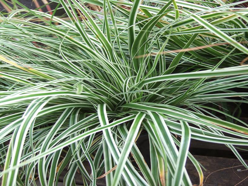 Carex morowii 'Everest'-5207