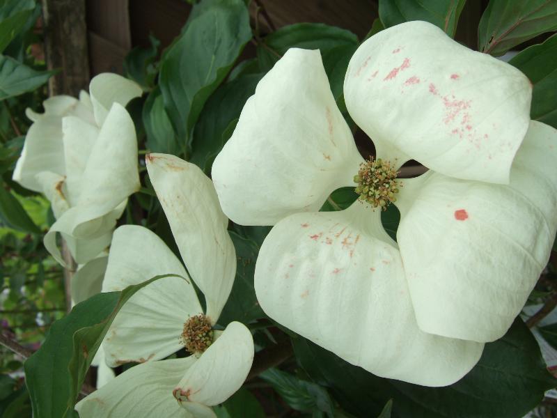 Cornus kousa 'Venus'-5181