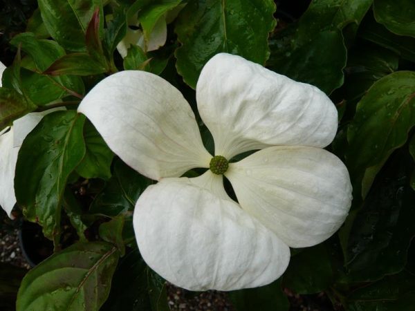 Cornus kousa 'Venus'-0