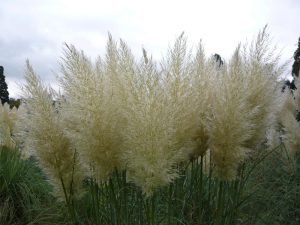 Cortaderia selloana 'Pumila'-0