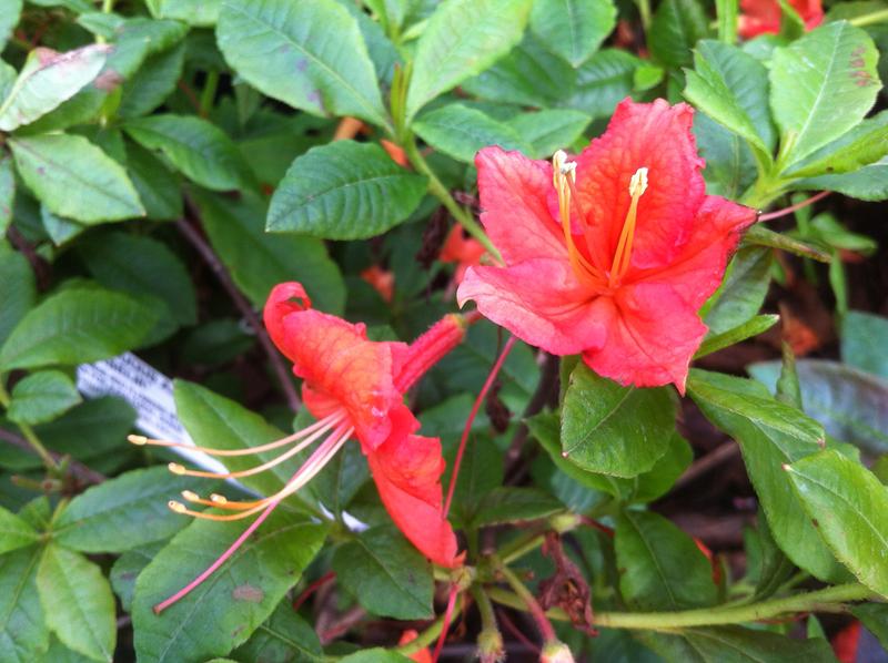 Rhododendron 'Barselik'-0