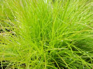 Deschampsia 'Tatra Gold' (9cm)-0