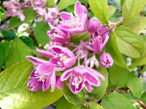 Deutzia x hybrida 'Magicien'-0
