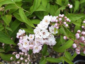 Deutzia compacta 'Lavender Time'-0