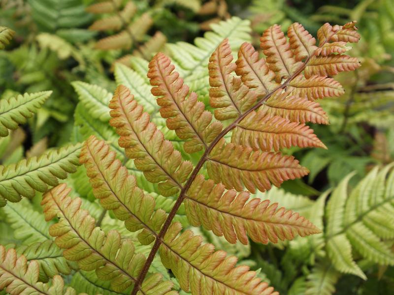 Dryopteris lepidopoda (Sunset Fern)-4990
