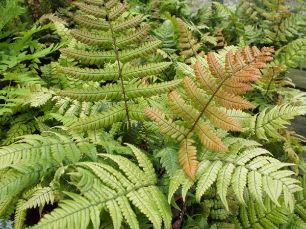 Dryopteris lepidopoda (Sunset Fern)-0
