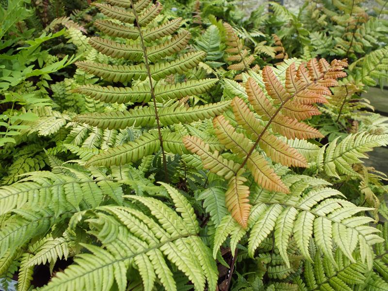 Dryopteris lepidopoda (Sunset Fern)-0