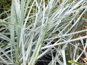 Elymus magellanicus-0