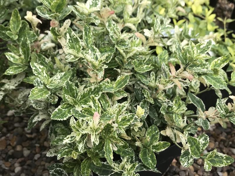 Euonymus fortunei 'Harlequin'-15029
