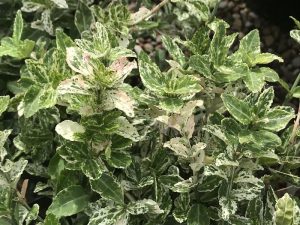 Euonymus fortunei 'Harlequin'-0