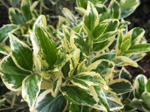 Euonymus japonicus 'Bravo'-0
