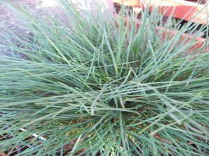 Festuca glauca 'Elijah Blue'-0