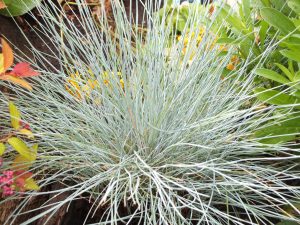 Festuca glauca 'Intense Blue'-0