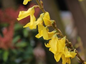 Forsythia 'Maree d` or'-0