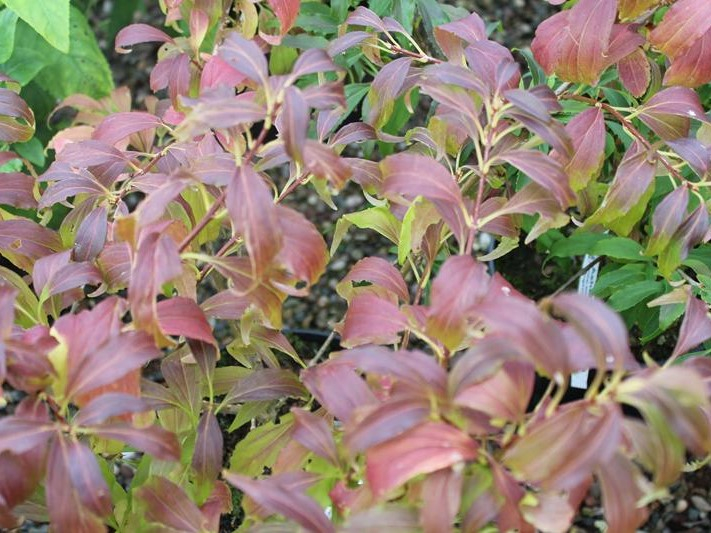 Forsythia 'Maree d` or'-26557