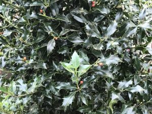 Ilex aquifolium 'Alaska'-0