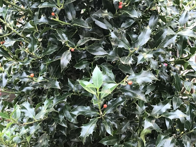 Ilex aquifolium 'Alaska'-0