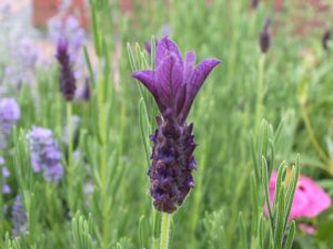 Lavandula stoechas 'Helmsdale'-0