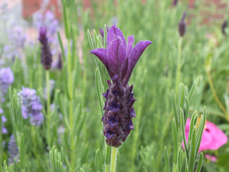 Lavandula stoechas 'Helmsdale'-0