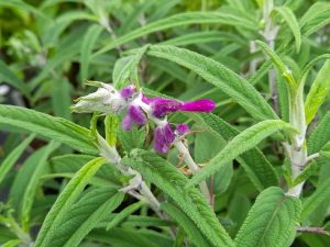 Salvia leucantha-0
