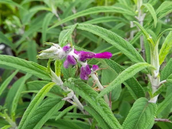 Salvia leucantha-0