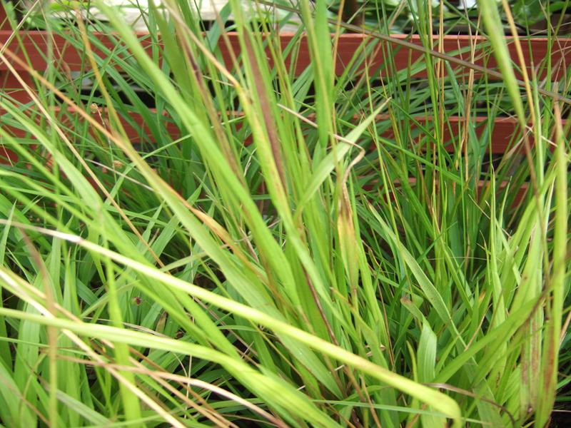 Melica nutans-5219