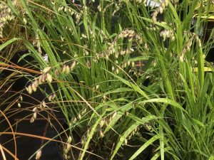 Melica nutans-0