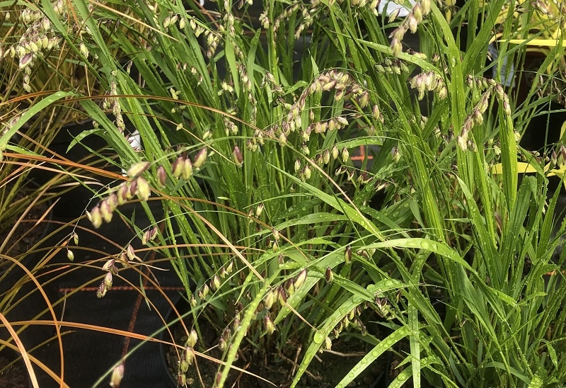 Melica nutans-0
