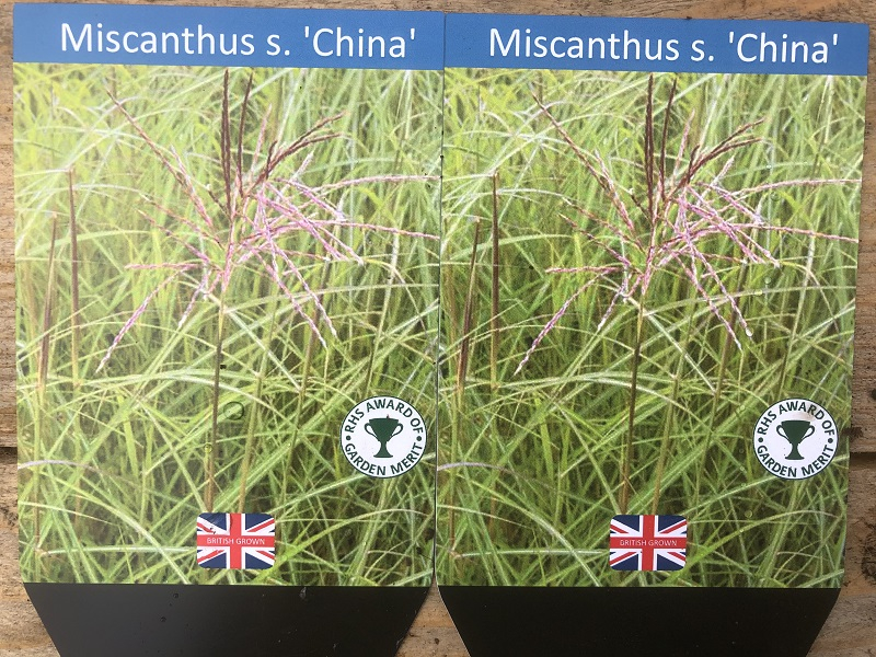 Miscanthus sinensis 'China'-20261
