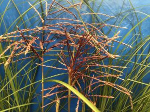 Miscanthus sinensis 'Ferne Osten'-0