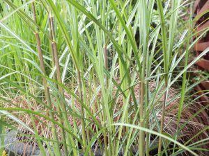 Miscanthus sinensis 'Flamingo'-0