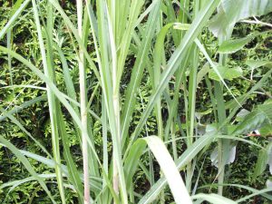 Miscanthus x giganteus-0