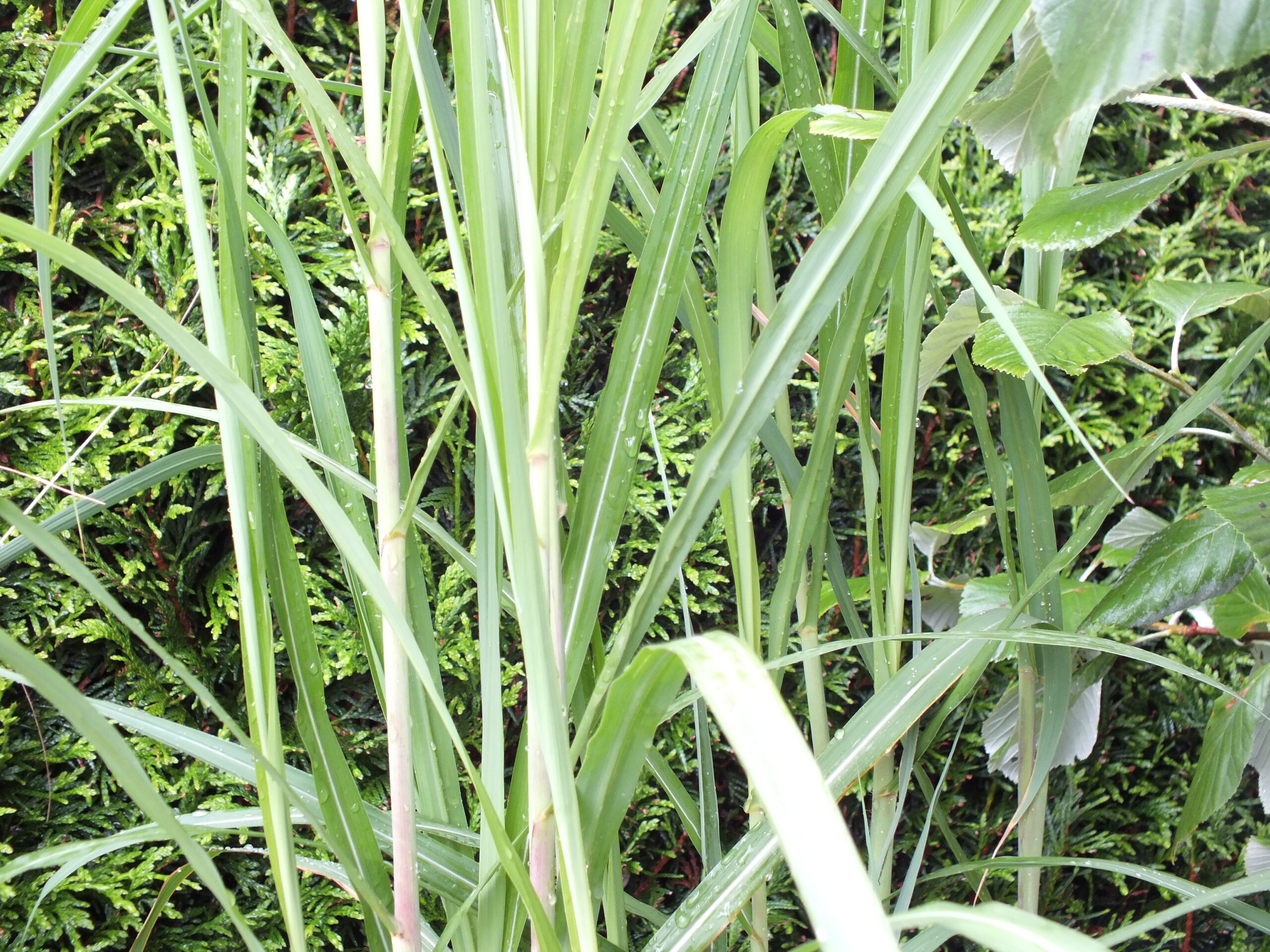 Miscanthus x giganteus-0