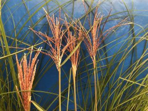 Miscanthus sinensis 'Malepartus'-0