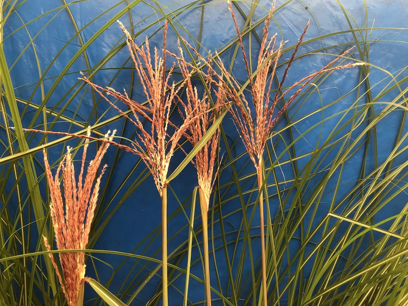 Miscanthus sinensis 'Malepartus'-0