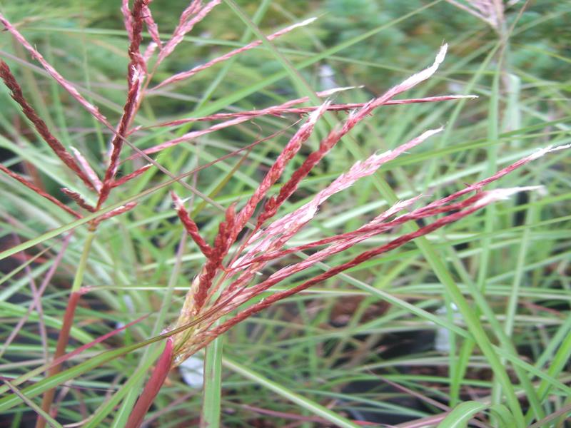 Miscanthus sinensis 'China'-5221