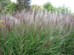 Grasses