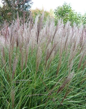 Grasses
