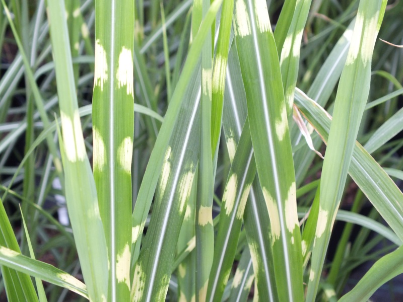 Miscanthus sinensis 'Strictus'-0