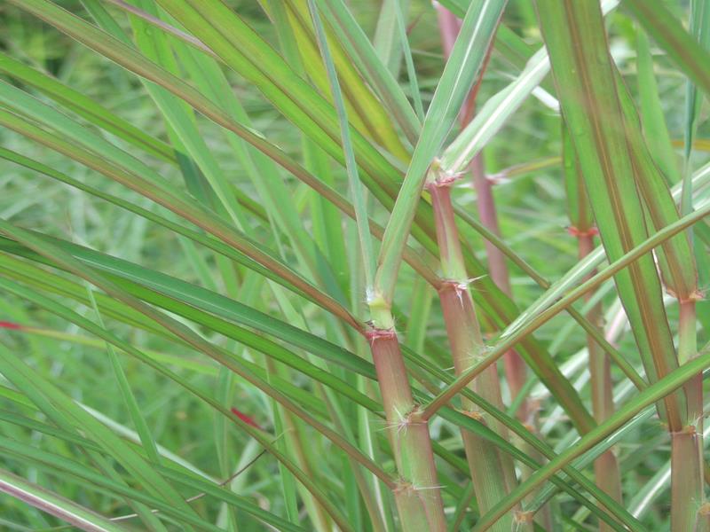 Miscanthus sinensis 'Ferne Osten'-5222