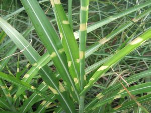Miscanthus sinensis 'Gold Bar'-0